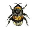 Zeichnung Erdhummel