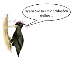 Zeichnung Schwarzspecht